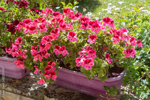 Pink geranium plants in a flowerpot during spring