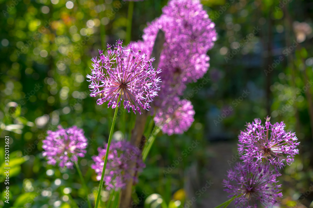 Lilac growing and blooming onion flower