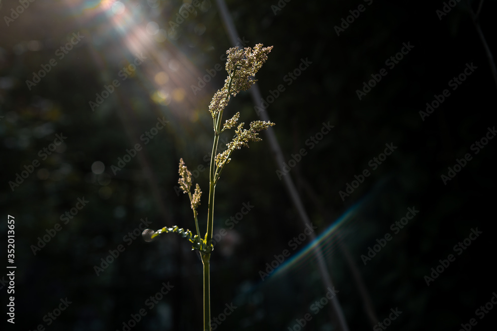 Fototapeta premium Growing plant in the sun