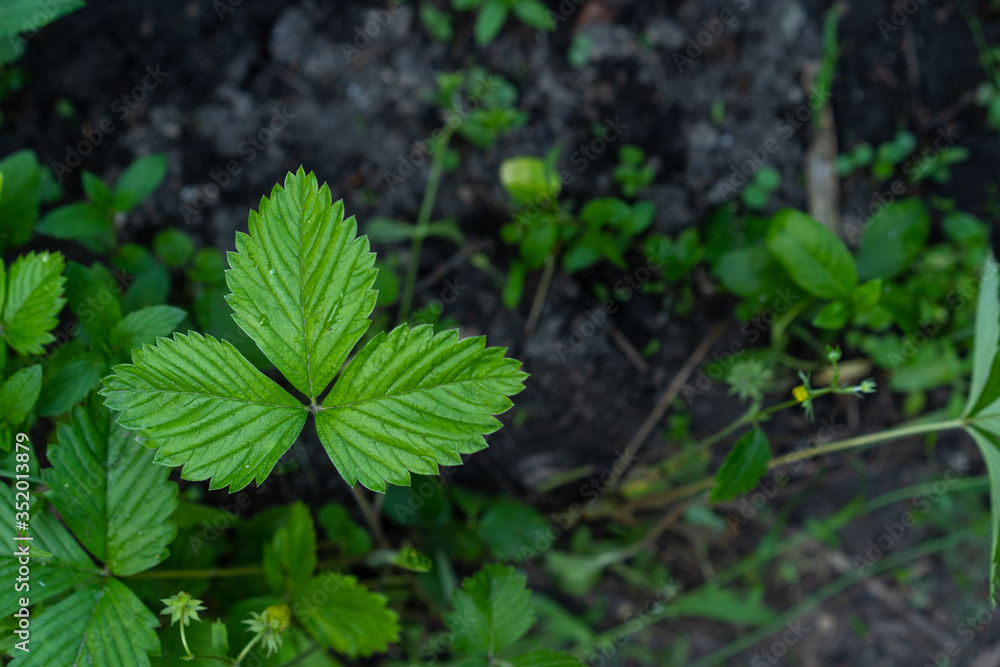Strawberry leaves growing out of the ground Strawberry leaves growing out of the ground
