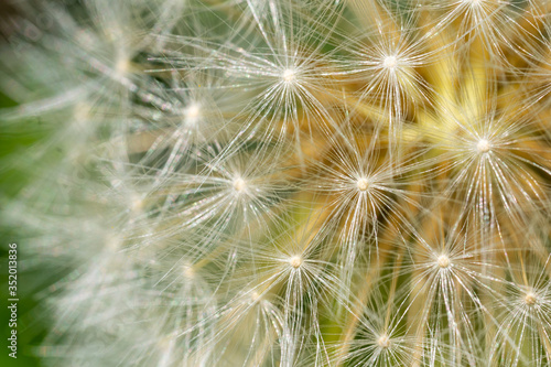 Close up of white dandelion. Blooming blowball in macro on blurry green background. Concept of nature background.