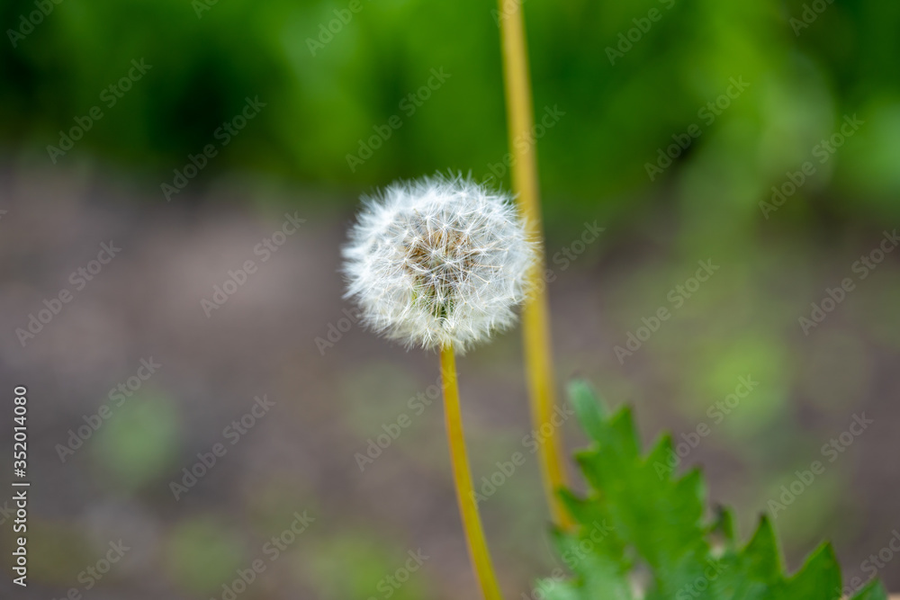 Close up of white dandelion. Blooming blowball in macro on blurry green background. Concept of nature background. Close up of white dandelion. Blooming blowball in macro on blurry green background. Concept of nature background.