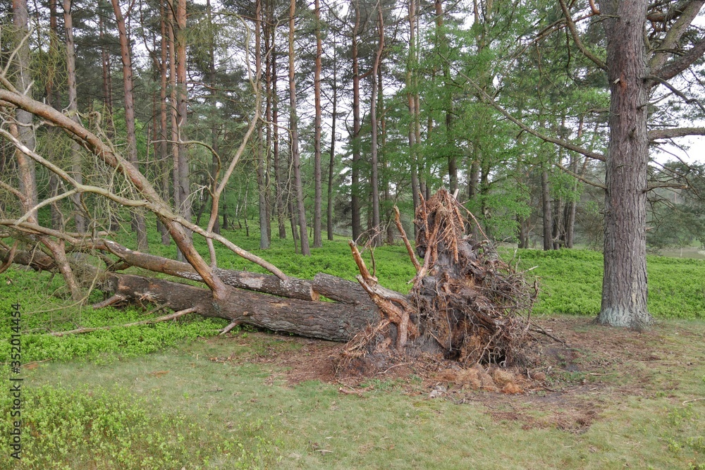 Entwurzelter Baum im Wald