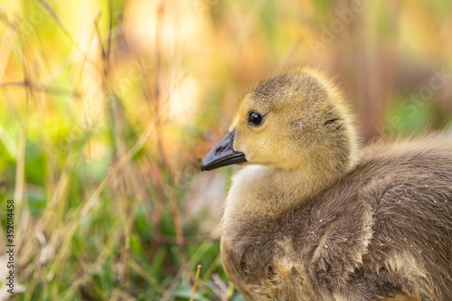 Head of Canadian Gosling Against a Sunny Day
