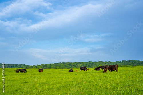 Green meadows with grazing cows