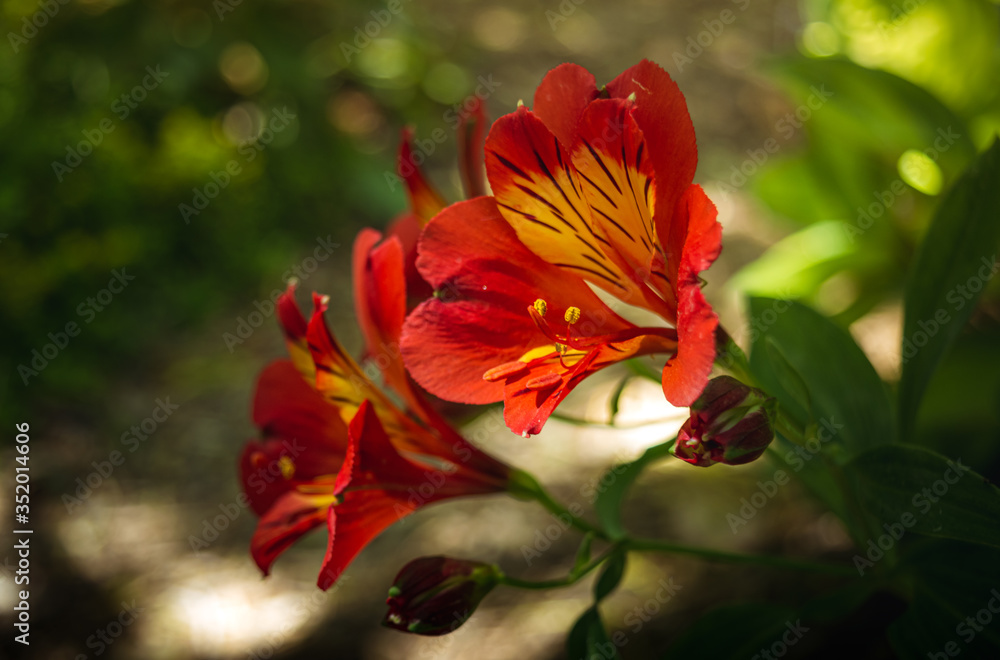 Obraz premium Red and Yellow flower head closeup