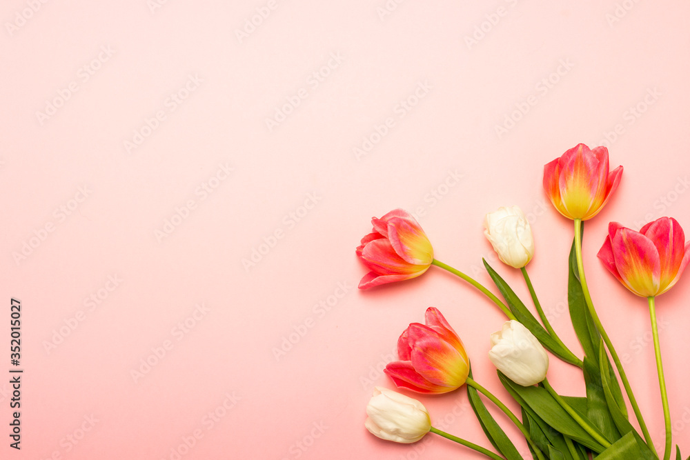 Bouquet of Pink and white tulips on an isolated pink background. The concept of spring, holiday, postcard, March 8, mother's day. Banner. Flat lay, top view