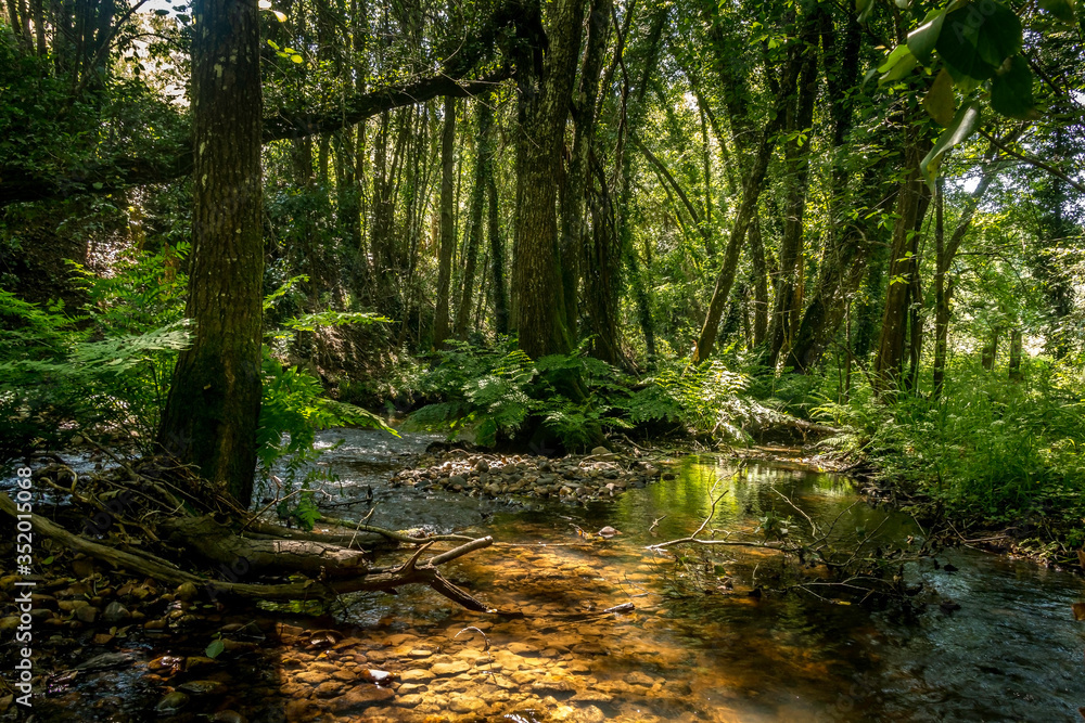 Obraz premium Forest river with tropical vegetation