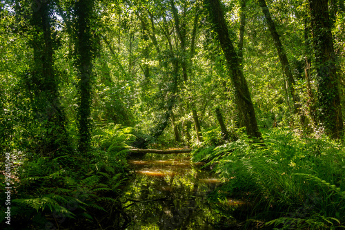 Forest river with tropical vegetation