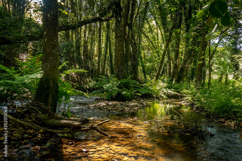 Fototapeta Naklejka Na Ścianę i Meble -  Forest river with tropical vegetation