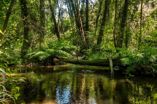 Forest river with tropical vegetation