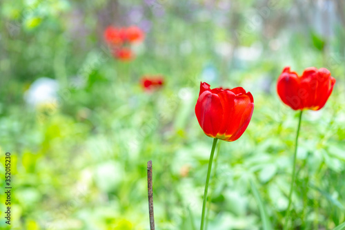 Blossoming tulips on the background of flowers