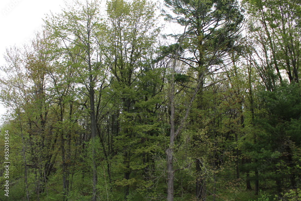 Obraz premium trees in the woods