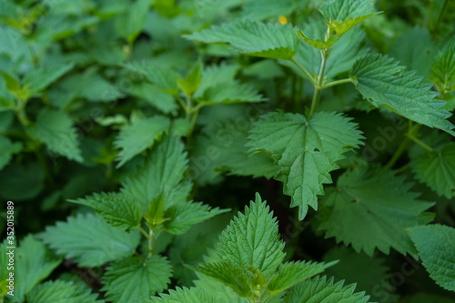 Nettle growing in the ground