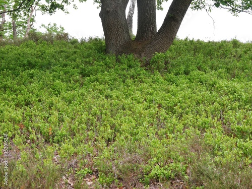 Blaubeerpflanzen um einen Baum photo