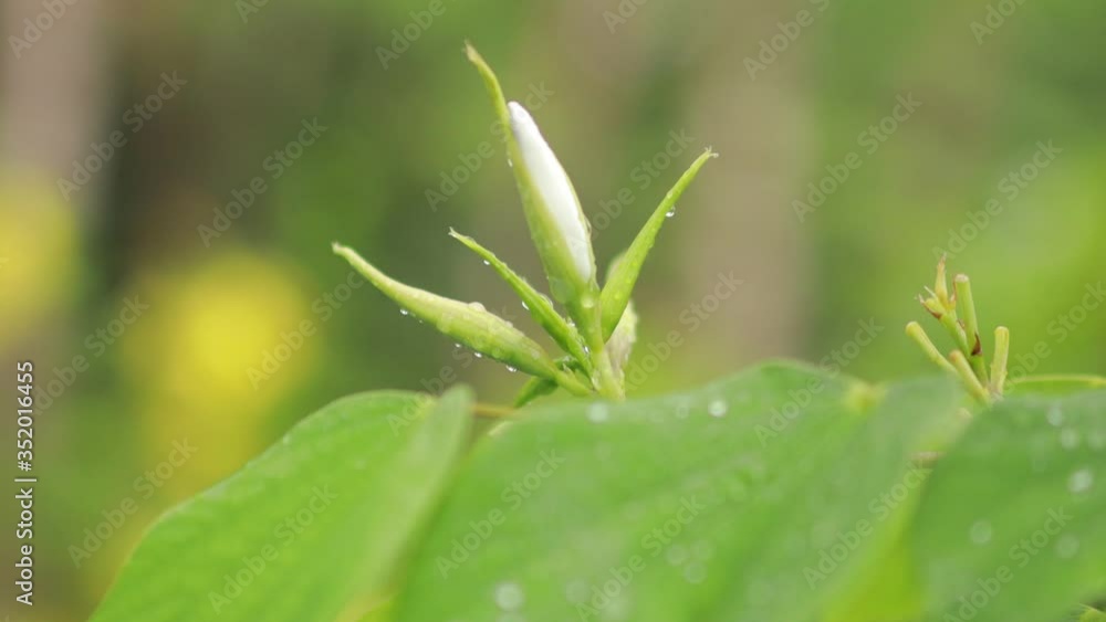 Closeup nature view of green leaf on blurred greenery background in garden with copy space for text using as background natural green plants landscape, ecology, fresh wallpaper concept. Closeup nature view of green leaf on blurred greenery background in garden with copy space for text using as background natural green plants landscape, ecology, fresh wallpaper concept.