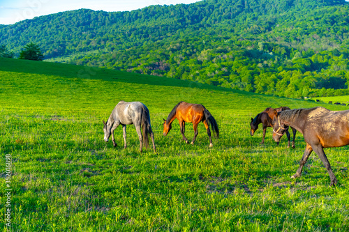 Horses graze in the meadow