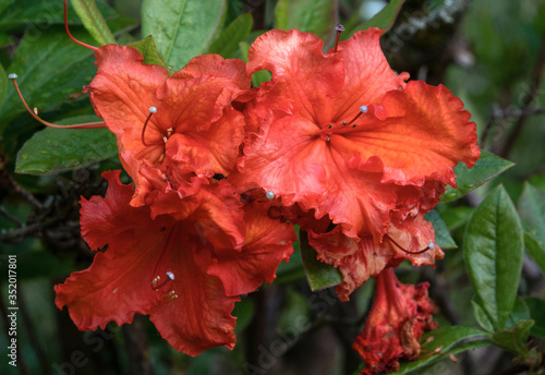 Azalee  Rhododendron 