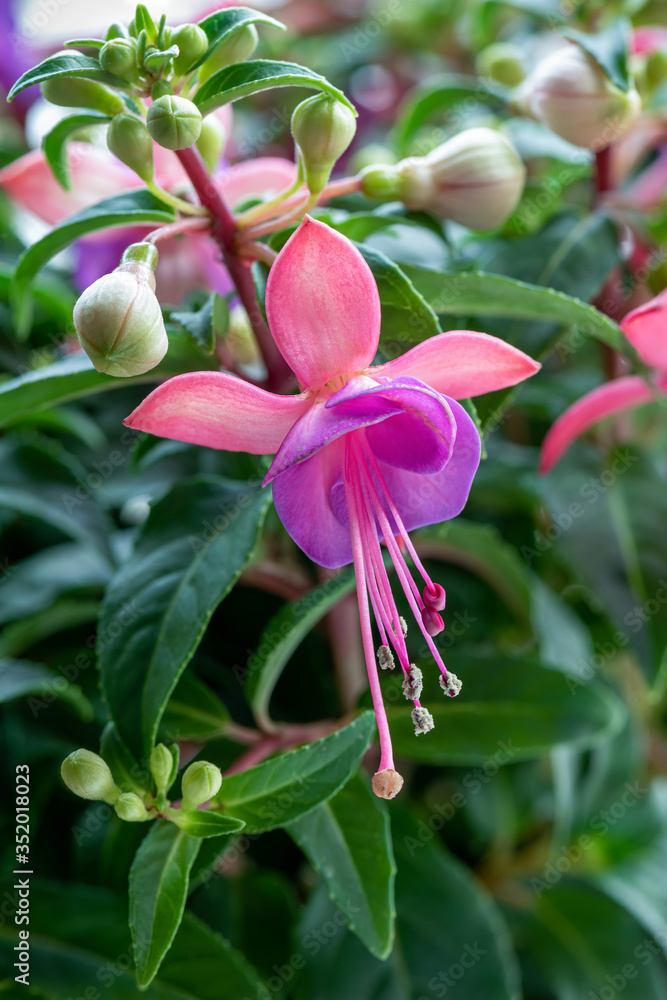 Close-up view of a beautiful Fuchsia blossom flower opened surrounded by green buds in a garden. Close-up view of a beautiful Fuchsia blossom flower opened surrounded by green buds in a garden.