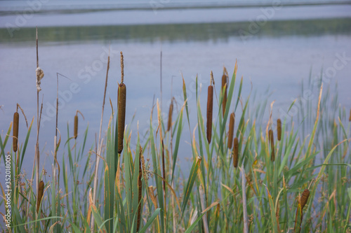 Reeds on the background of a blue lake.