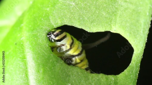 caterpillar monarch butterfly eating