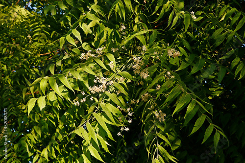 Fototapeta Naklejka Na Ścianę i Meble -   Azadirachta indica, commonly known as neem, nimtree or Indian lilac
