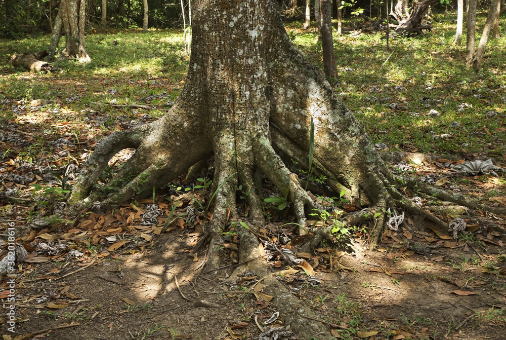 Natural Park El Cubano near Trinidad. Cuba Natural Park El Cubano near Trinidad. Cuba
