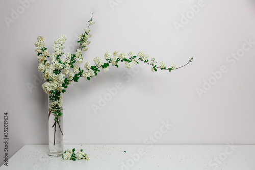 Elegant twig of beautiful spring tiny white flowers spirea in glass vase, white background, isolated