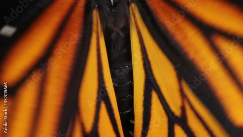  monarch butterfly close up