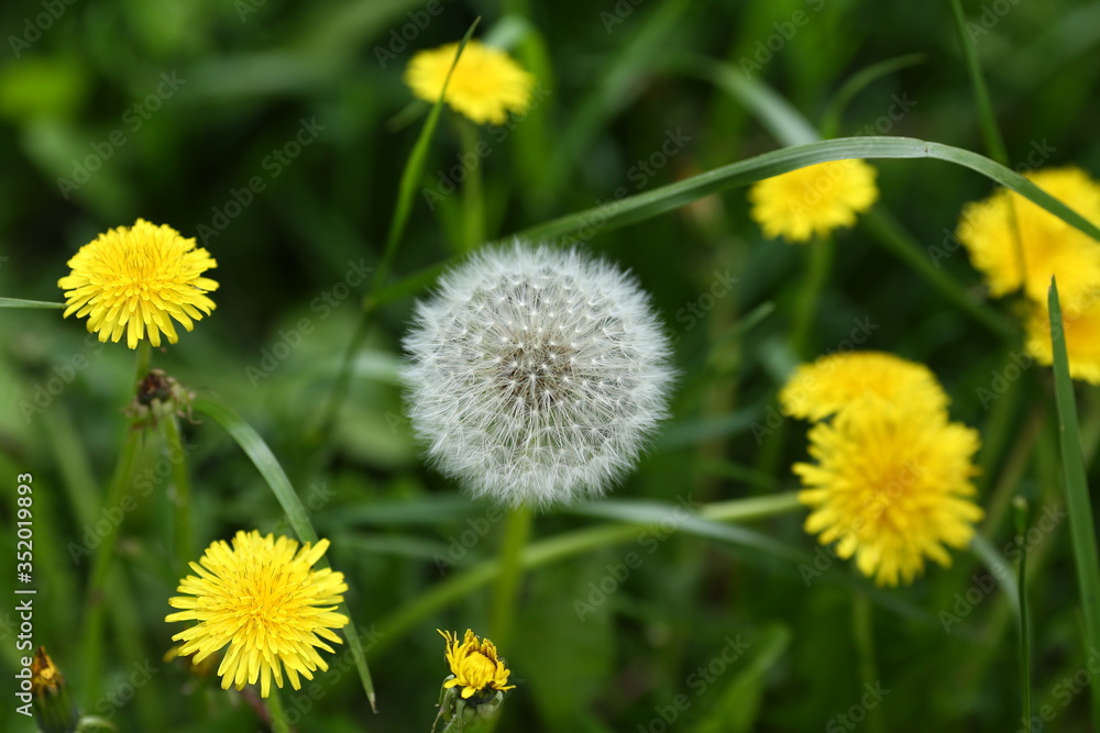 Old faded dandelion on the grass among young yellow dandelions Old faded dandelion on the grass among young yellow dandelions
