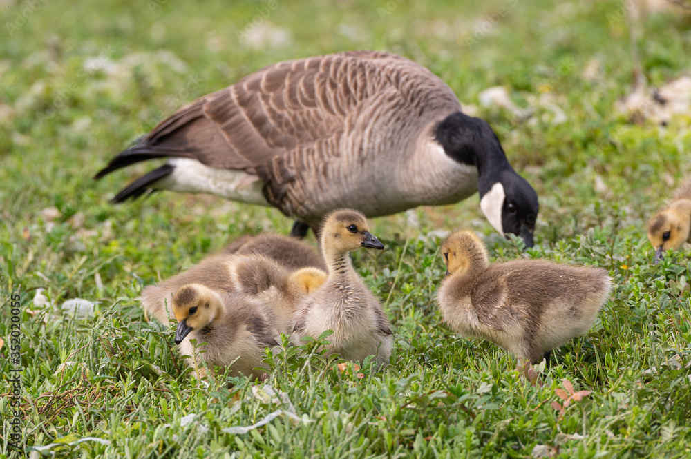 Canadian Goose and Gosling In Grass Canadian Goose and Gosling In Grass