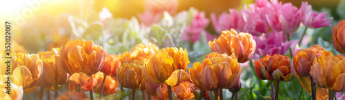 Close-up of a meadow with blooming orange tulips in the sun rays in spring, panoramic view.