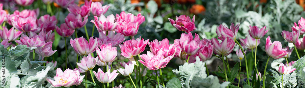 pink tulips in a field, wide panorama of spring meadow. beautiful pink flowers. pink tulips in a field, wide panorama of spring meadow. beautiful pink flowers.