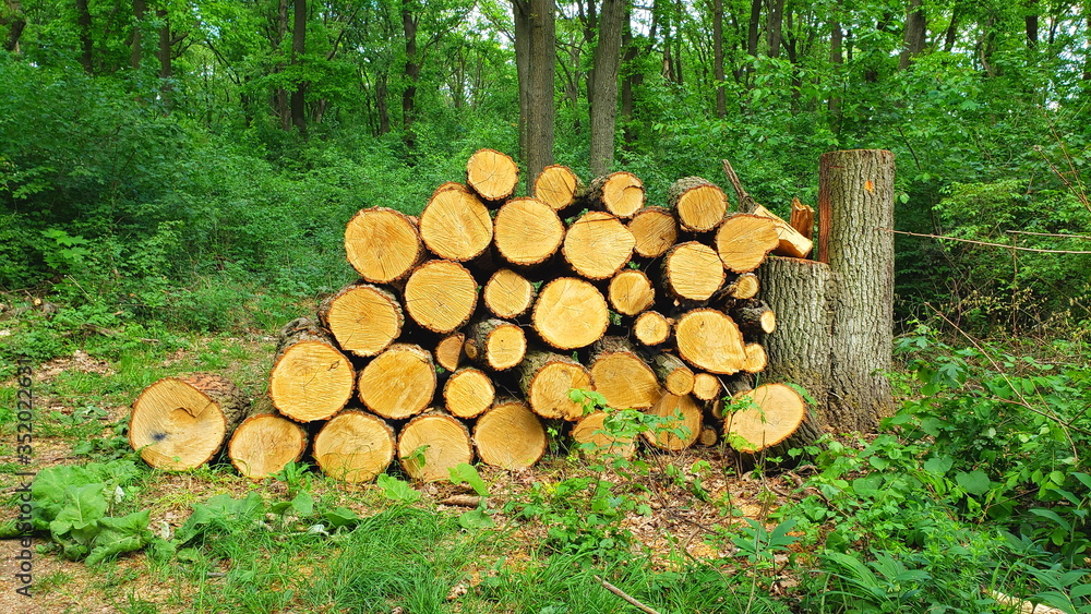 Gefälltes Holz im Wiener Wald
