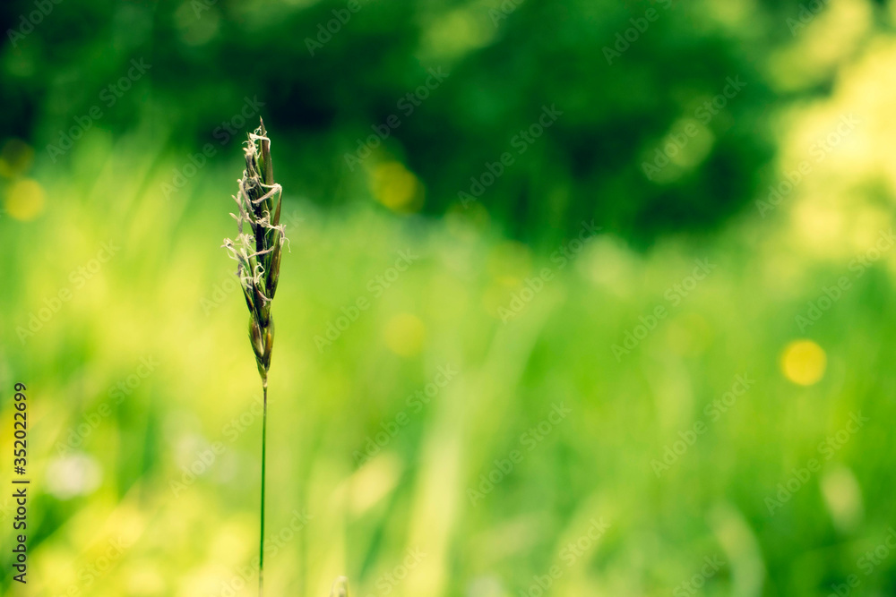 gräserallergie frühling