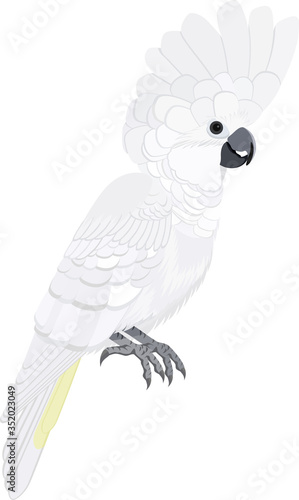 vector Australian bird white cockatoo