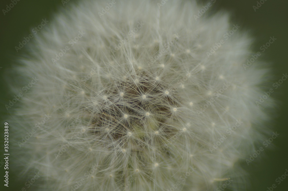Fototapeta premium light, airy, beautiful short-lived, delicate white dandelion enlarged zoom outdoors in nature in spring and summer