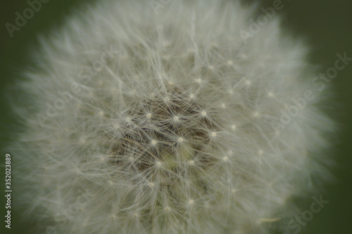 light  airy  beautiful short-lived  delicate white dandelion enlarged zoom outdoors in nature in spring and summer