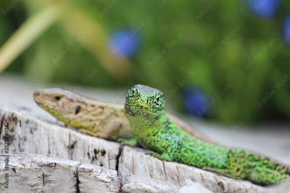 Fototapeta premium Neugieriges Eidechsenmännchen mit Weibchen im Hintergrund