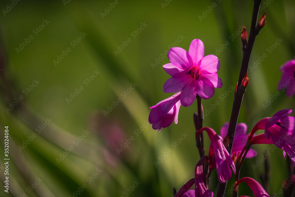 bonita flor violeta com fundo verde desfocado bonita flor violeta com fundo verde desfocado