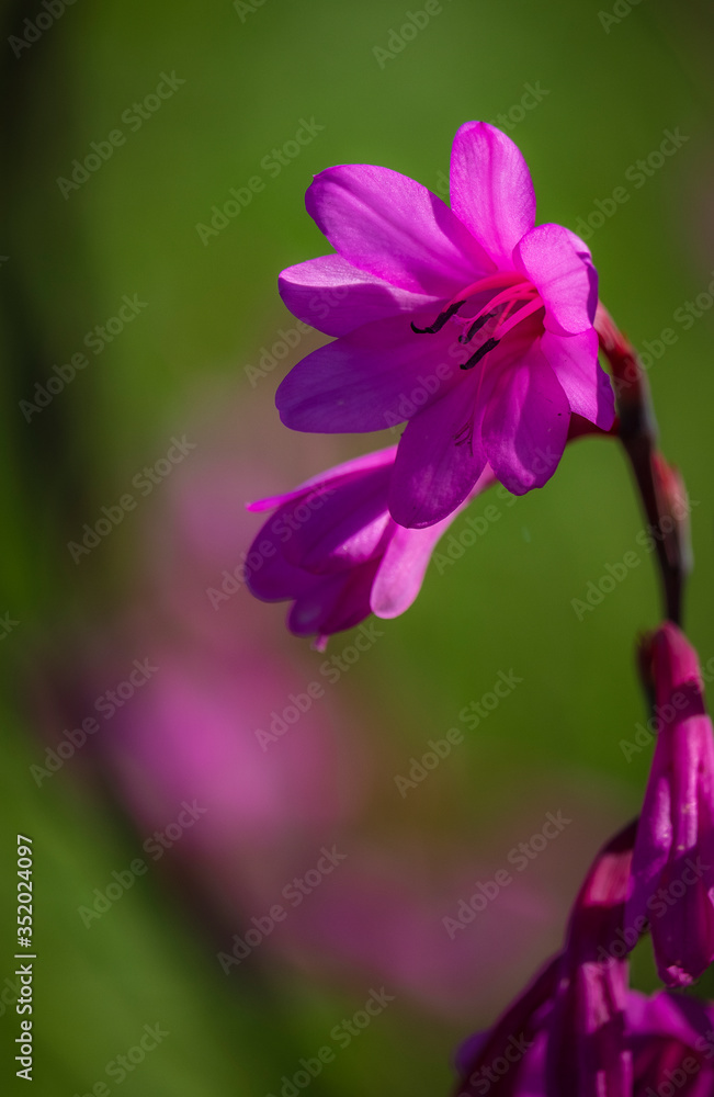bonita flor violeta com fundo verde desfocado bonita flor violeta com fundo verde desfocado