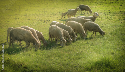 ovelhas no campo ao sol