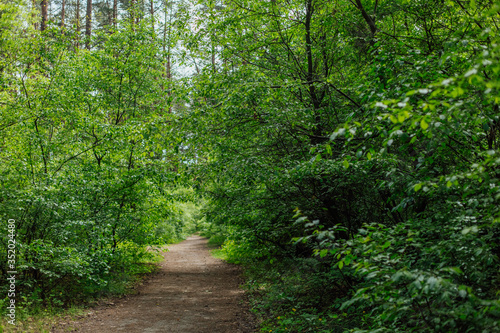 green forest deciduous bright daylight morning freshness