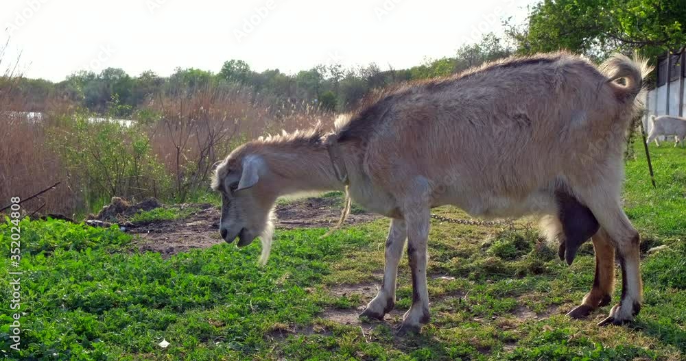 White goat grazing in the field and eats grass or leaves, outdoors in meadow in spring day. Goat standing near farm, looking at the camera and chewing something. Slow motion White goat grazing in the field and eats grass or leaves, outdoors in meadow in spring day. Goat standing near farm, looking at the camera and chewing something. Slow motion