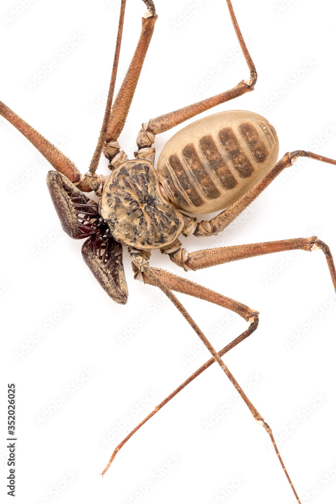 Amblypygi arachnid isolated Amblypygi arachnid isolated