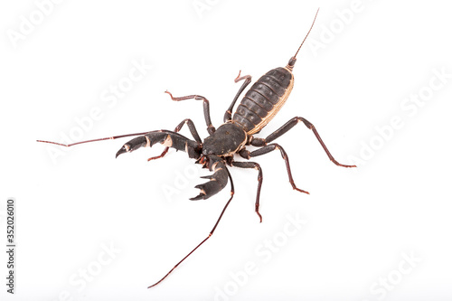 Uropygi arachnid isolated