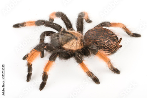 Big tarantula arachnid isolated