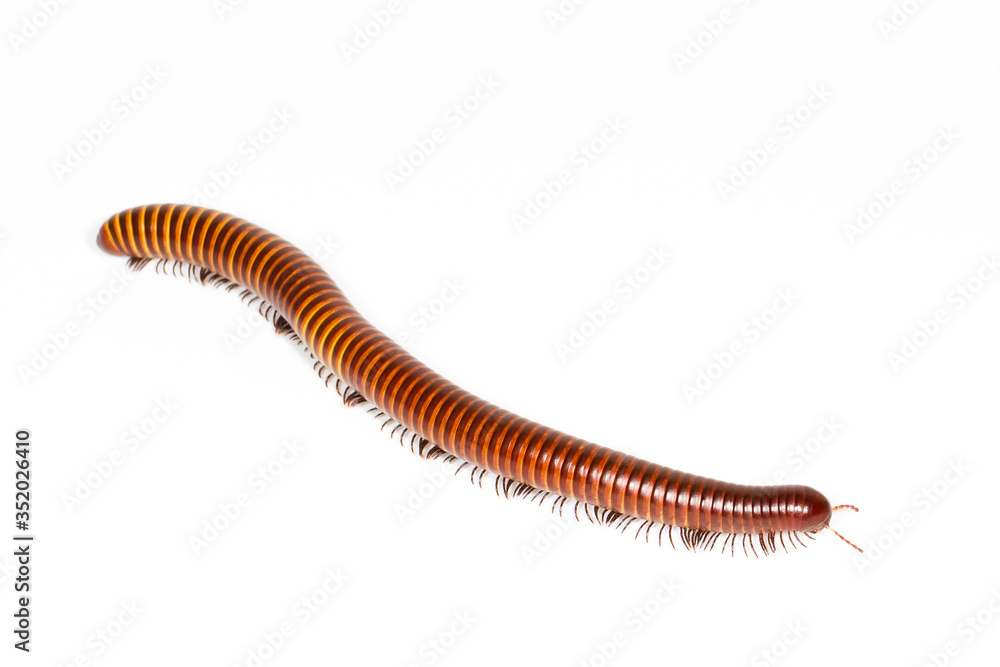 milipede isolated many many legs milipede isolated many many legs