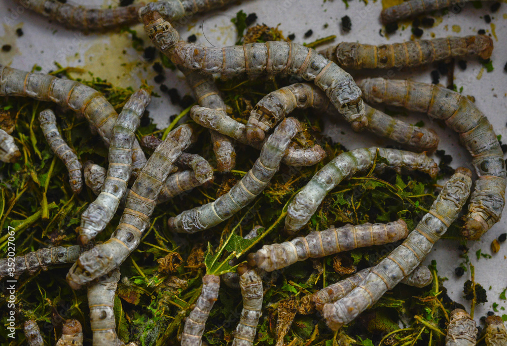 Detail of silkworms