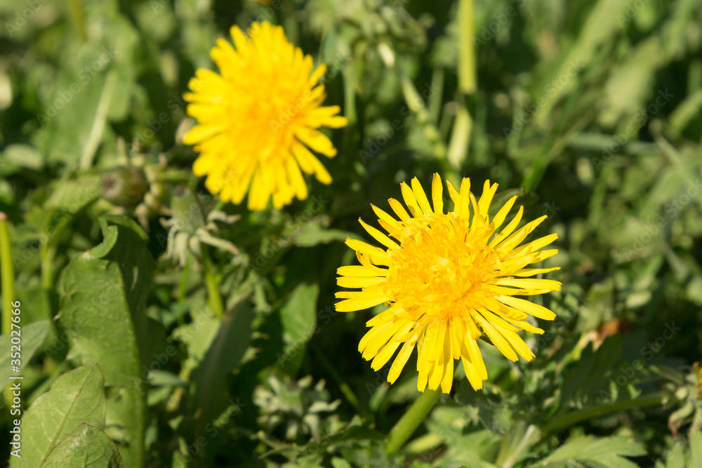 Yellow dandelions close-up on a field at sunset Yellow dandelions close-up on a field at sunset